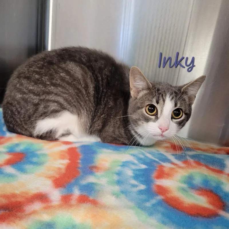 A young medium-sized female Gray / Blue / Silver Domestic Short Hair cat named Inky for adoption in Parkersburg, WV