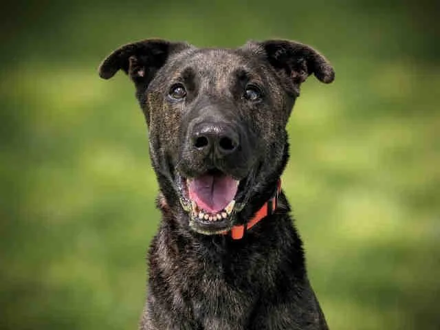 An adult medium-sized male Dutch Shepherd dog named Rhett for adoption in Carlsbad, CA