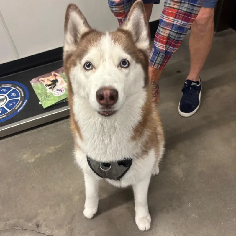 A senior medium-sized female Red / Chestnut / Orange Husky dog named Sasha for adoption in Tampa, FL
