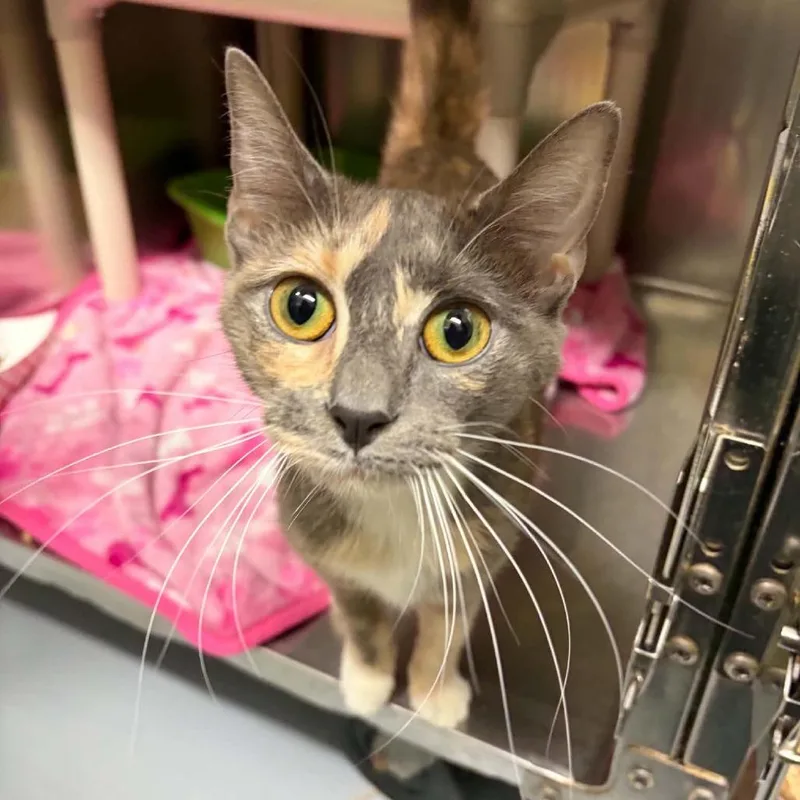 A young medium-sized female Calico Domestic Short Hair cat named Malibu for adoption in Concord, NC
