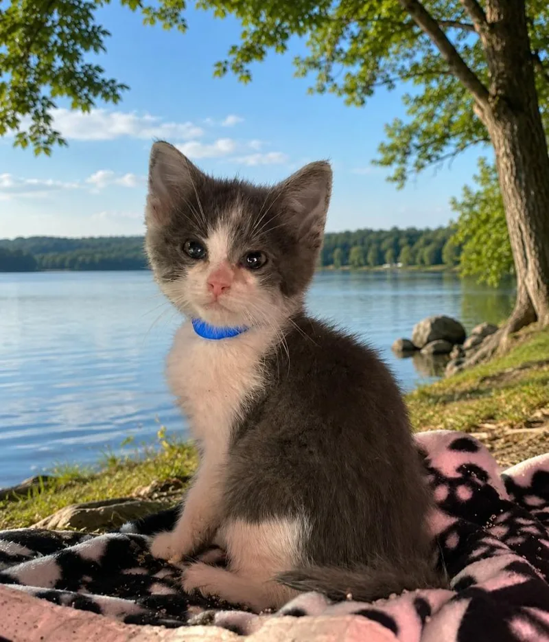 A baby small-sized male Domestic Short Hair cat named Lake for adoption in Washington Court House, OH