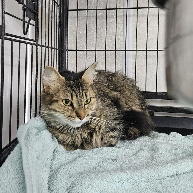 An adult medium-sized female Domestic Medium Hair cat named Winnie for adoption in Ridgely, MD