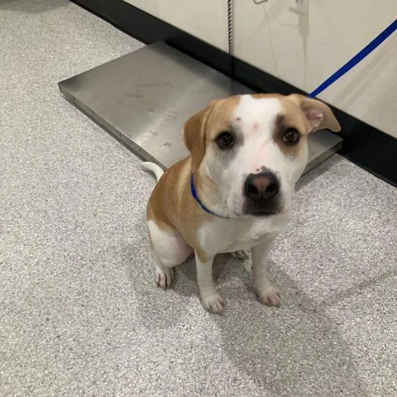 An adult medium-sized female Yellow / Tan / Blond / Fawn Pit Bull Terrier dog named Lady for adoption in Lake Havasu City, AZ