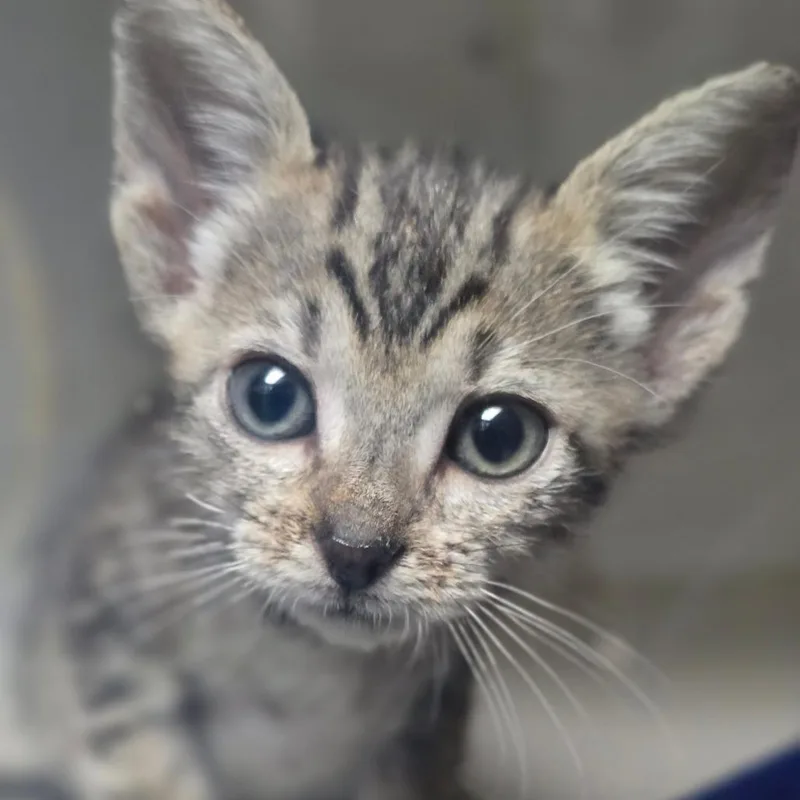 A baby small-sized female Domestic Short Hair cat named Dippy for adoption in San Antonio, TX