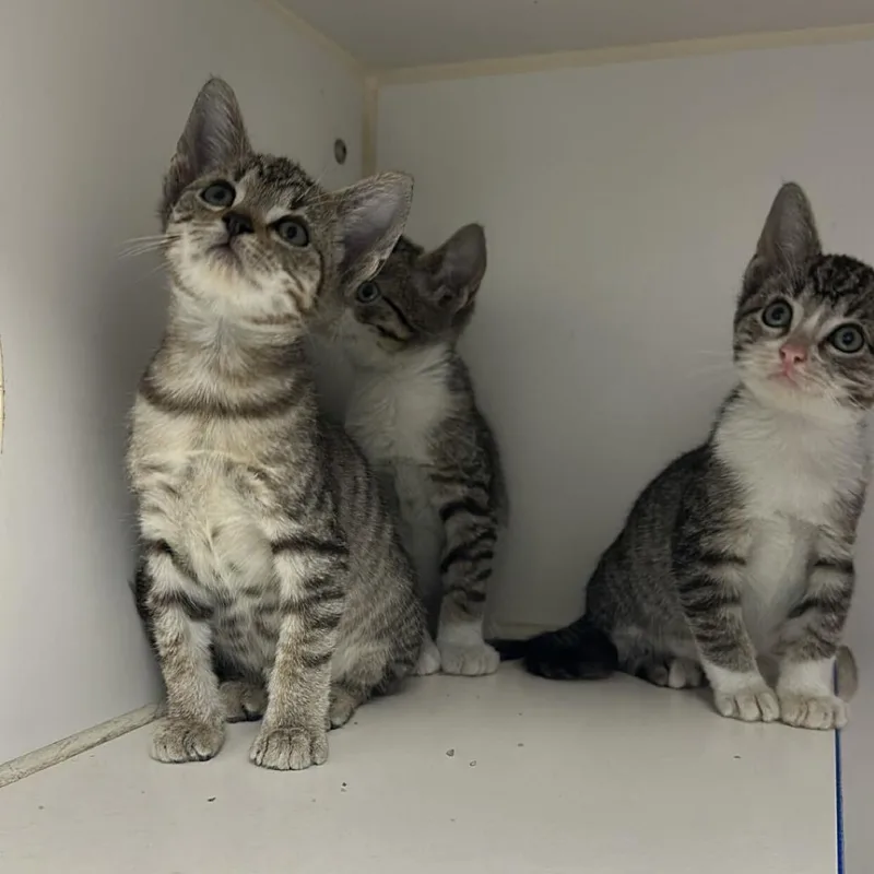 Dippy thumbnail 4