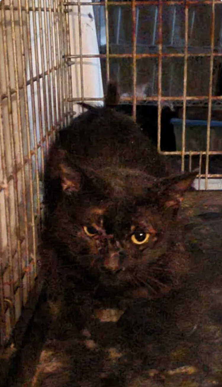 A baby medium-sized male Domestic Short Hair cat named Murdock for adoption in Salem, NH