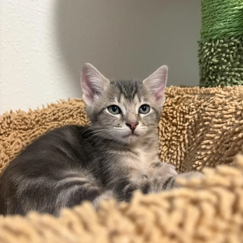 A baby small-sized male Gray / Blue / Silver Domestic Short Hair cat named Java Plum for adoption in Austin, TX