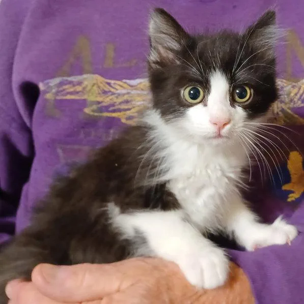 A baby small-sized male Black & White / Tuxedo Maine Coon cat named Dixie for adoption in San Jose, CA