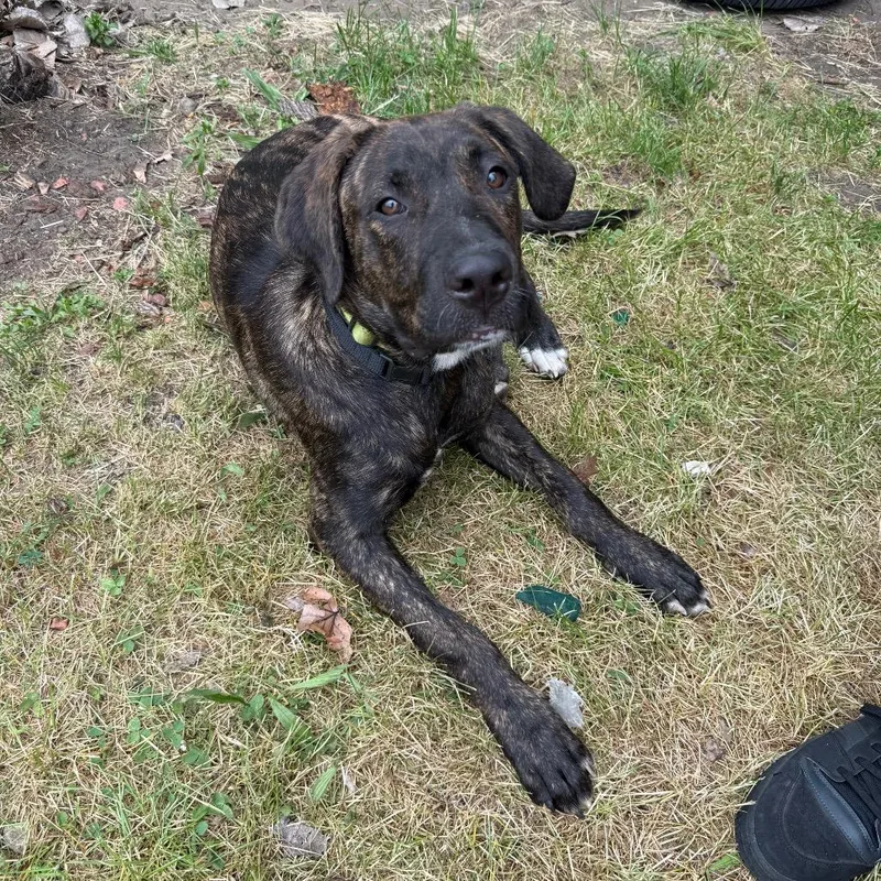 A young large-sized male Brindle Cane Corso dog named Teddy for adoption in Valparaiso, IN