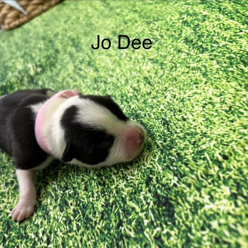 Jo Dee