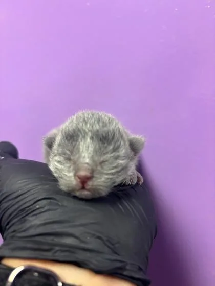 A baby small-sized female Gray / Blue / Silver Domestic Short Hair cat named 60658904 for adoption in El Paso, TX