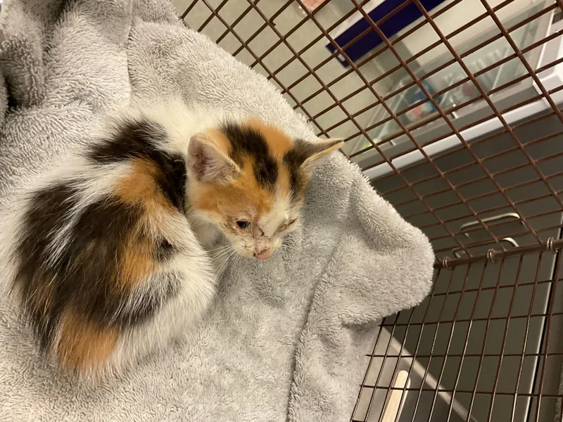 A baby small-sized female Domestic Short Hair cat named Honey for adoption in Ontario, CA