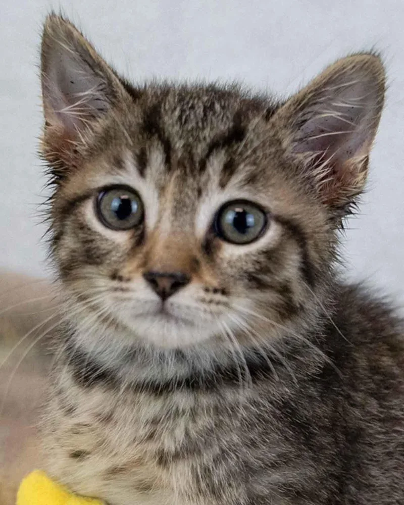 A baby medium-sized female Domestic Short Hair cat named Ladybug for adoption in Kennesaw, GA
