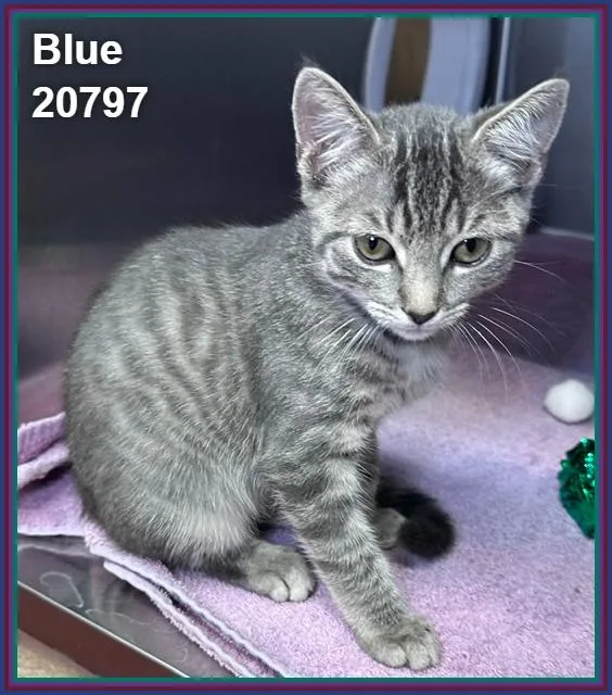 A baby medium-sized male Tabby (Gray / Blue / Silver) Domestic Short Hair cat named Blue for adoption in Marietta, GA