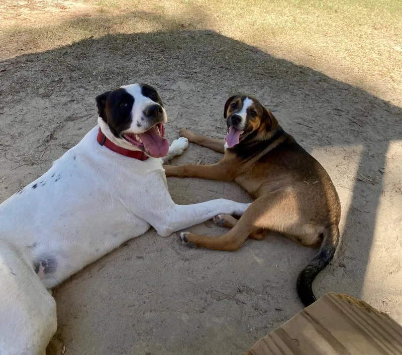 An adult medium-sized male English Pointer dog named Ralphie for adoption in Clinton, SC