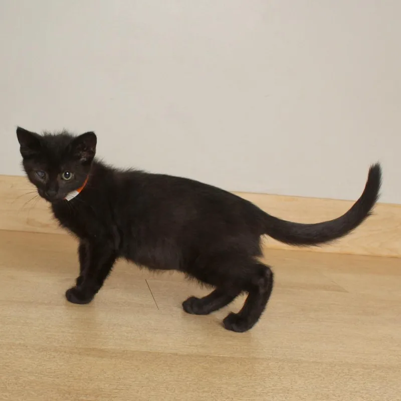 A baby small-sized female Black Domestic Short Hair cat named Indie C for adoption in Minnetonka, MN