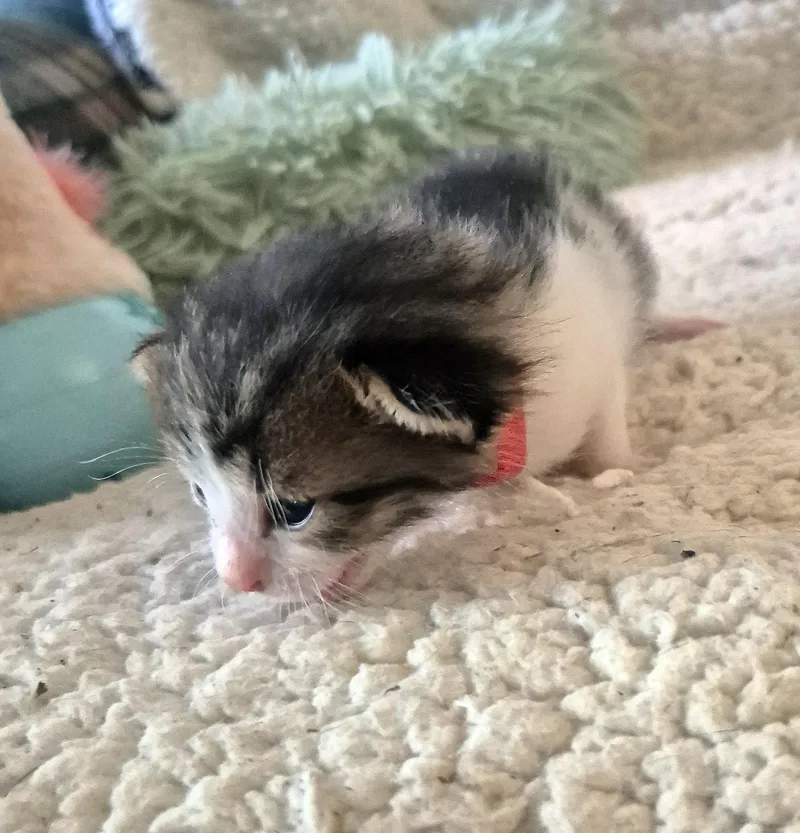 A baby medium-sized male Tabby cat named Nugget for adoption in Magnolia Springs, AL