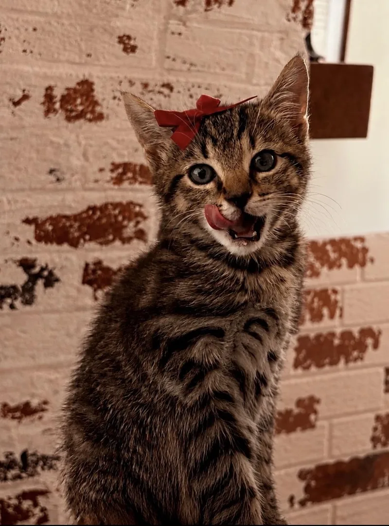 A baby medium-sized female Tabby (Brown / Chocolate) Tabby cat named Raven for adoption in Kannapolis, NC