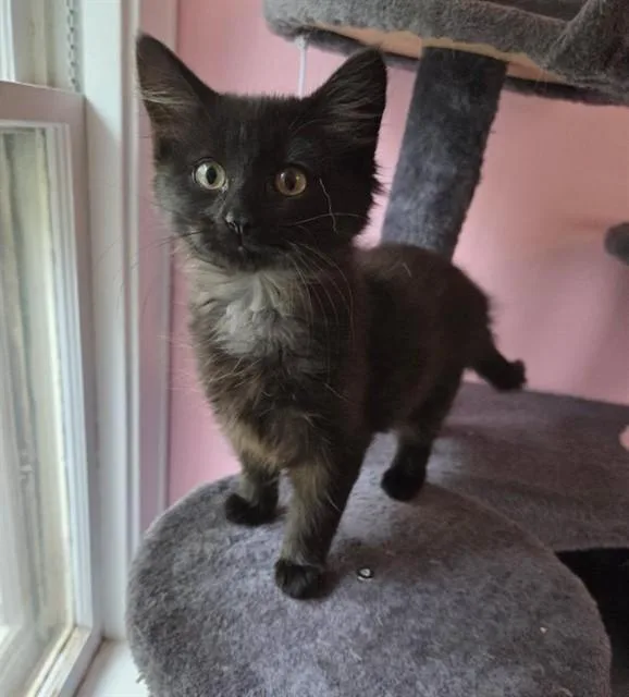 A baby small-sized female Domestic Short Hair cat named Little Fluff for adoption in Peoria, IL