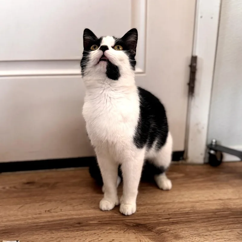 A young medium-sized male White Domestic Short Hair cat named Comet for adoption in Chapel Hill, NC