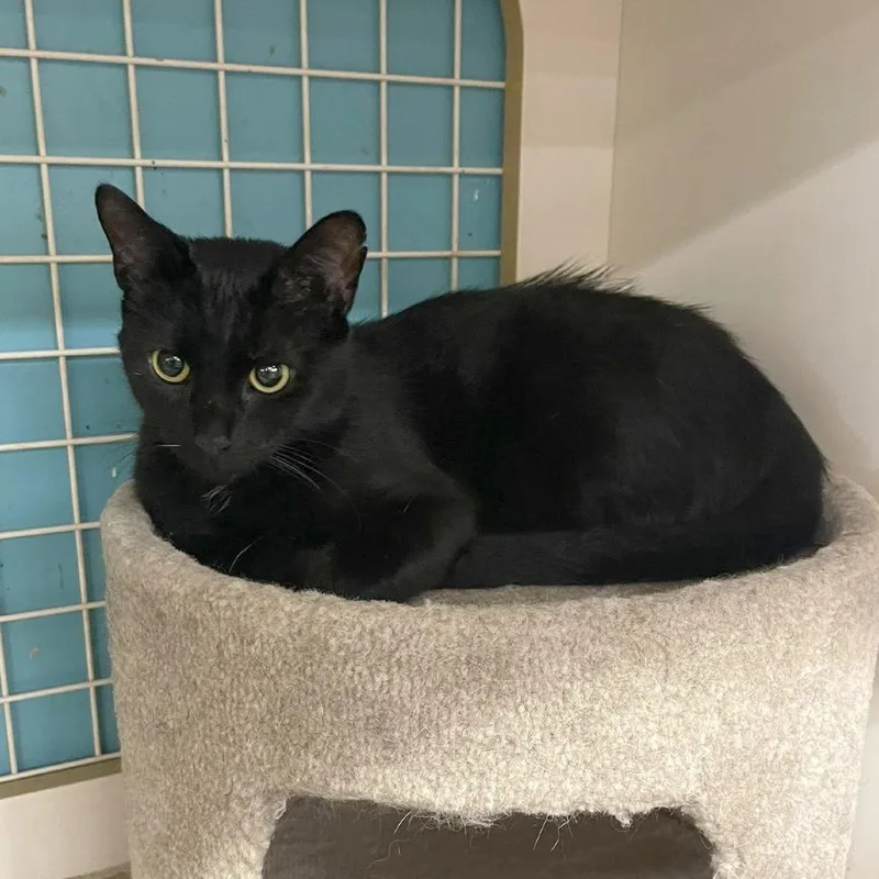 A young medium-sized female Black Domestic Short Hair cat named Shiba for adoption in Medina, OH