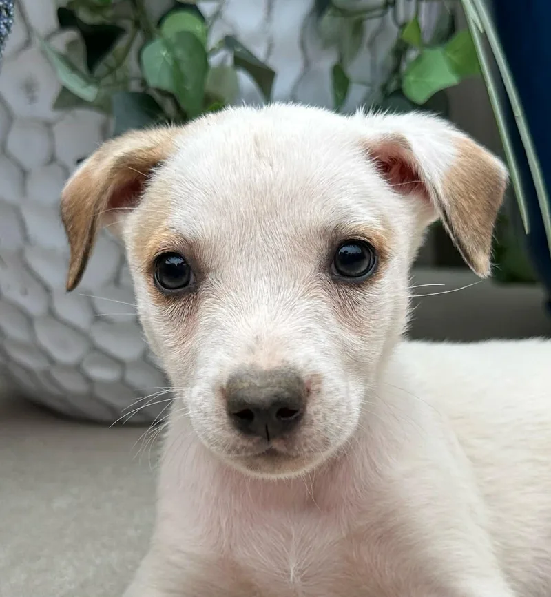 A baby medium-sized female White / Cream Husky dog named Nougat Mini for adoption in Andover, MA