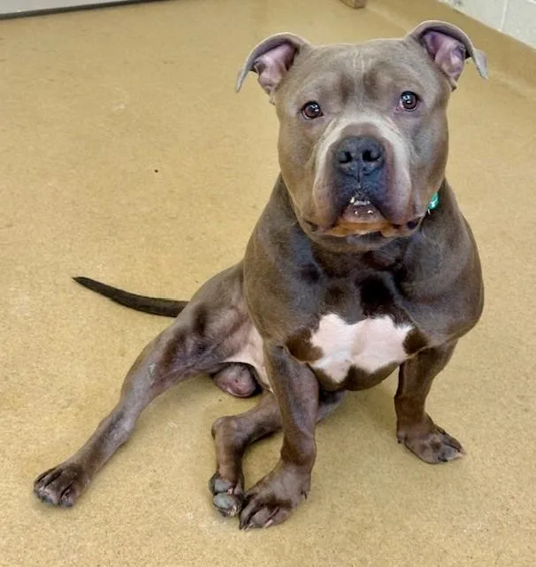 An adult medium-sized male Staffordshire Bull Terrier dog named Jumbotron for adoption in Derwood, MD
