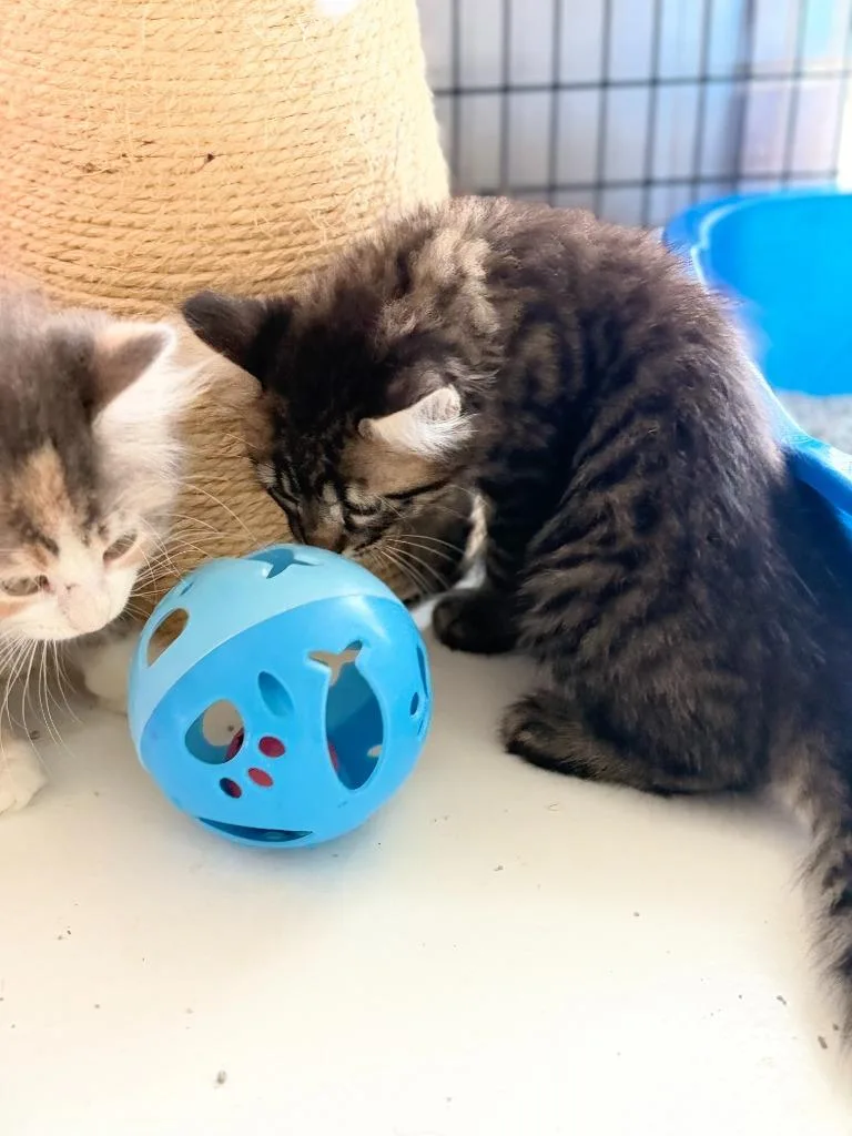 A baby small-sized male Domestic Long Hair cat named Patrick for adoption in Algona, IA