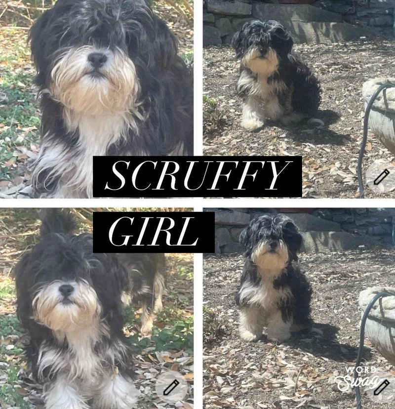 Scruffy Girl