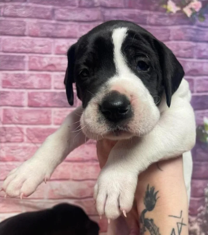 A baby large-sized male Tricolor (Brown, Black, & White) Mastiff dog named Thor for adoption in Sedalia, CO