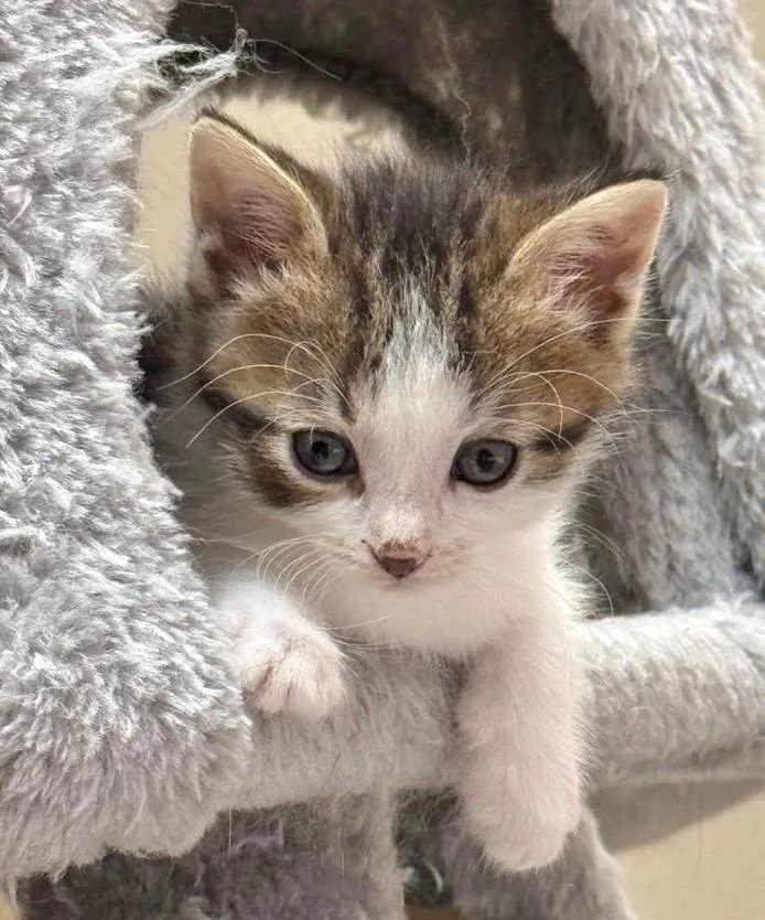 A baby small-sized female Domestic Short Hair cat named Venus for adoption in Spooner, WI