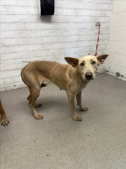 A young medium-sized female Belgian Shepherd / Malinois dog named Rachel for adoption in San Bernardino, CA