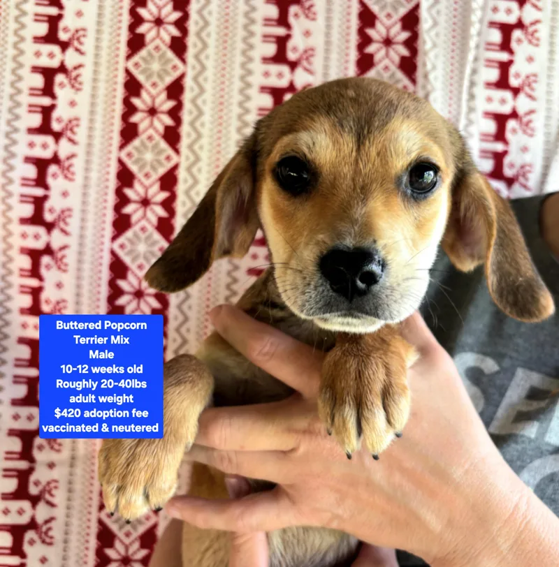 A baby medium-sized male Wirehaired Terrier dog named Buttered Popcorn for adoption in Oviedo, FL