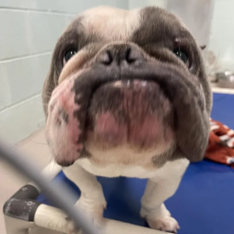 A young medium-sized male Gray / Blue / Silver Mixed Breed dog named S for adoption in Newark, NJ