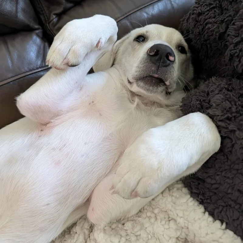 A baby large-sized male Labrador Retriever dog named Macaroni for adoption in Krum, TX