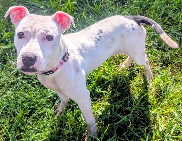 A young small-sized female Pit Bull Terrier dog named Sweet Dee for adoption in Akron, OH