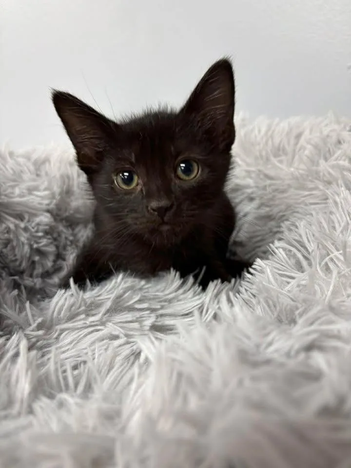 A baby large-sized female Domestic Short Hair cat named Sapphire for adoption in Lavonia, GA