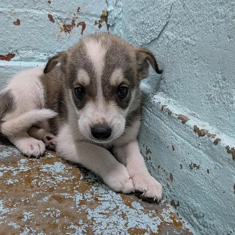 A baby medium-sized male Brown / Chocolate Husky dog named SBron for adoption in Tulsa, OK