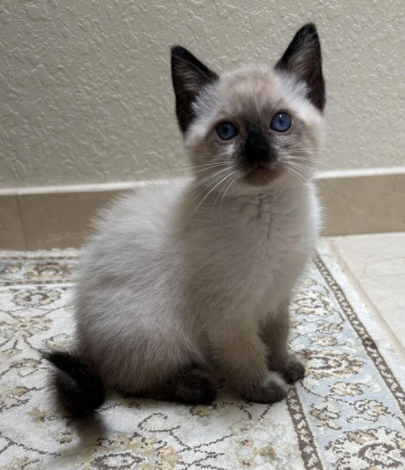 Theo