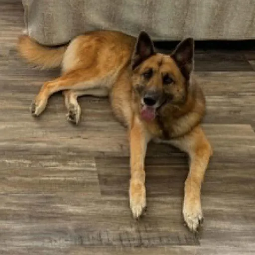 Benno Zeus