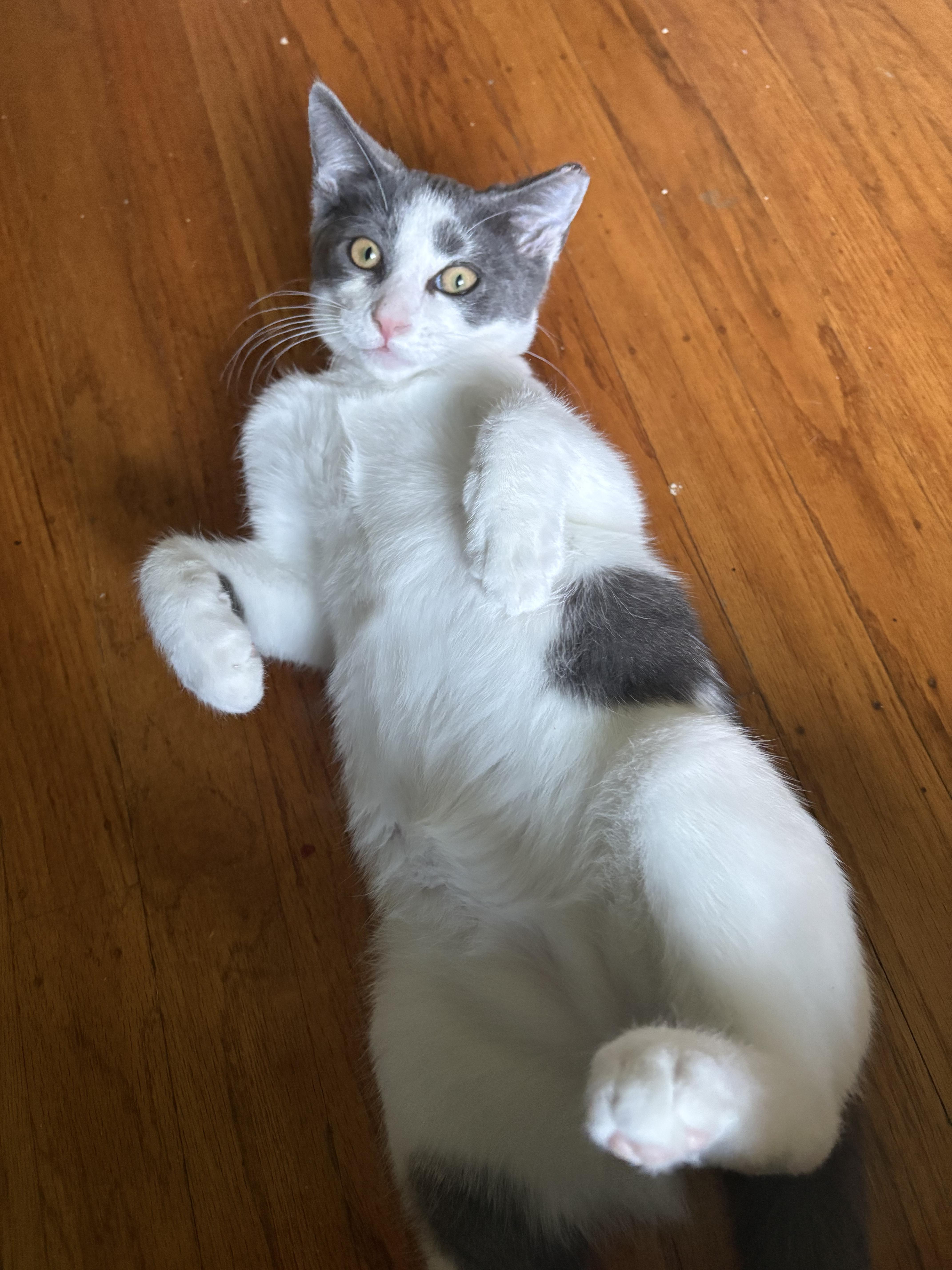 A baby small-sized male Domestic Short Hair cat named Smudge for adoption in San Jose, CA