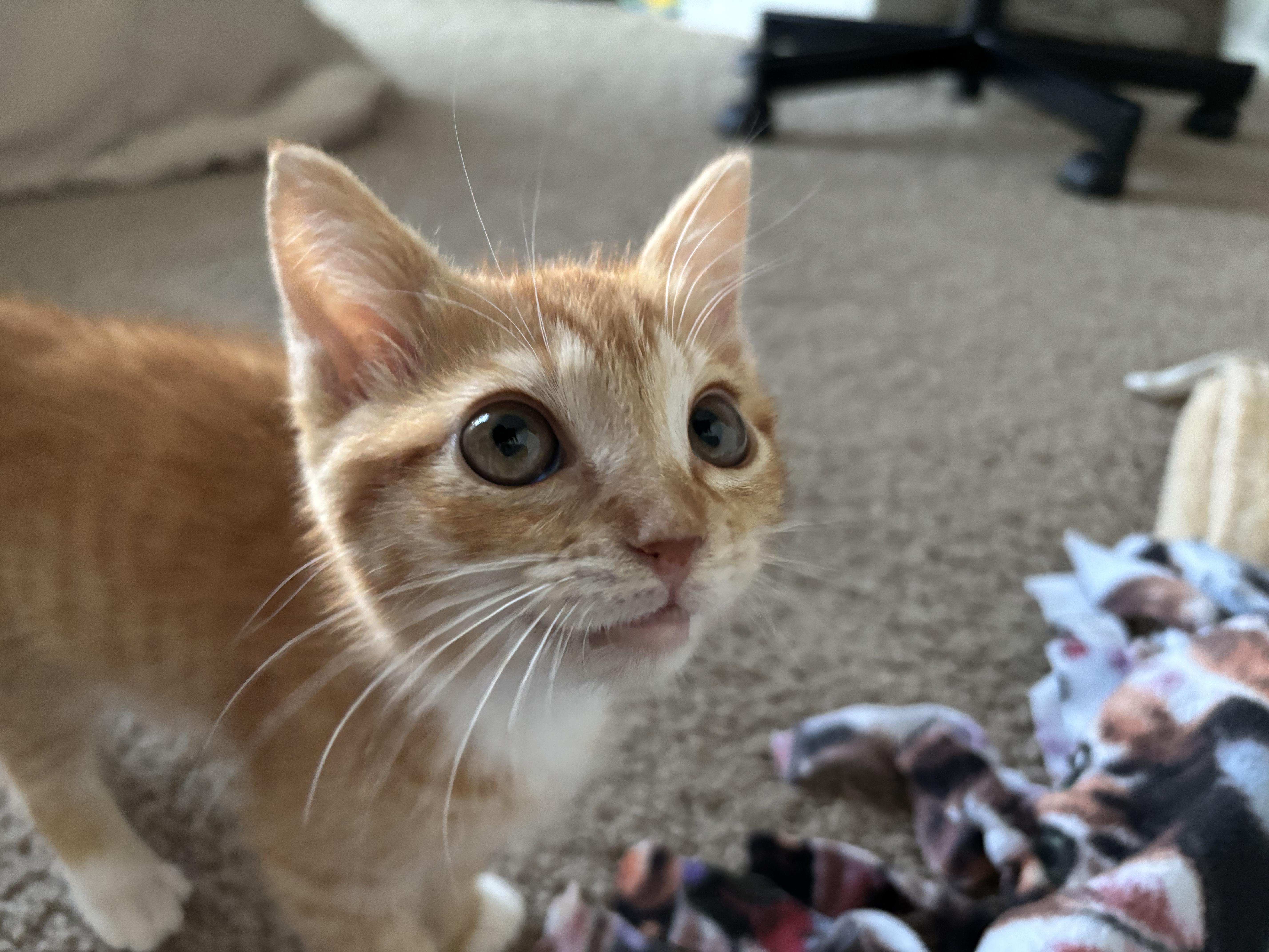 A baby small-sized male Orange & White Domestic Short Hair cat named Crabcake for adoption in Davis, CA