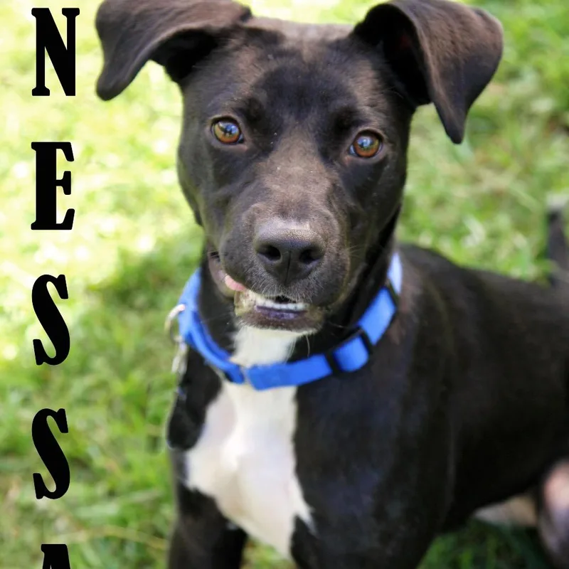 A young medium-sized female Labrador Retriever dog named Nessa for adoption in Mooresville, NC