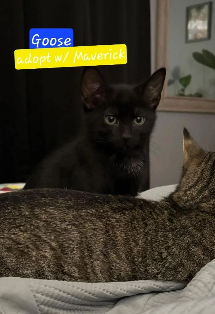 A baby medium-sized male Domestic Short Hair cat named Goose for adoption in Miami, OK