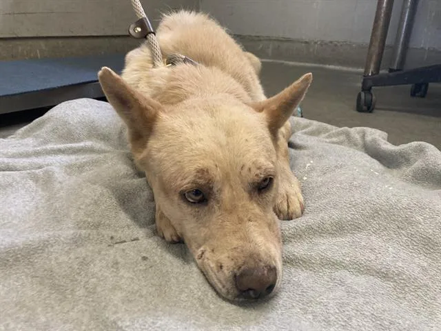 An adult medium-sized male German Shepherd Dog dog named Zeke for adoption in Camarillo, CA