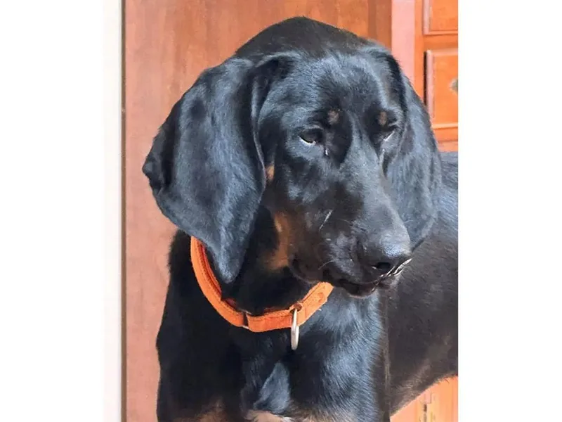 A young large-sized male Black and Tan Coonhound dog named Pluto for adoption in Leawood, KS