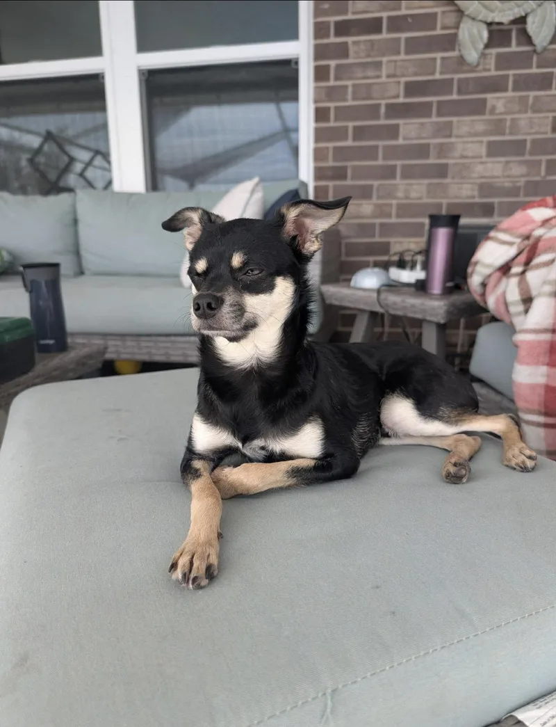 An adult small-sized male Chihuahua dog named Rico for adoption in Milton, FL