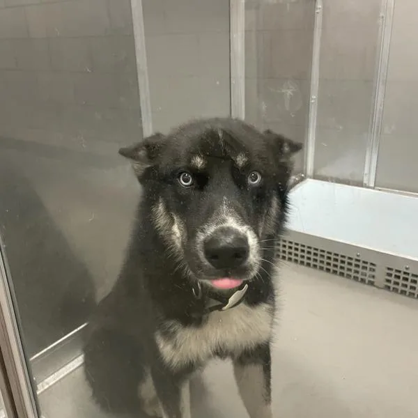 A young medium-sized male Siberian Husky dog named Sergeant for adoption in Des Moines, IA