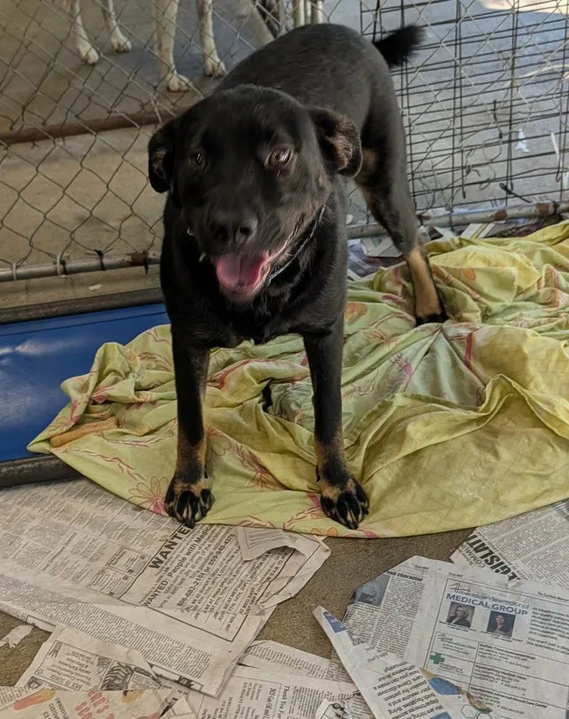An adult large-sized male Doberman Pinscher dog named Tanner for adoption in Frenchburg, KY