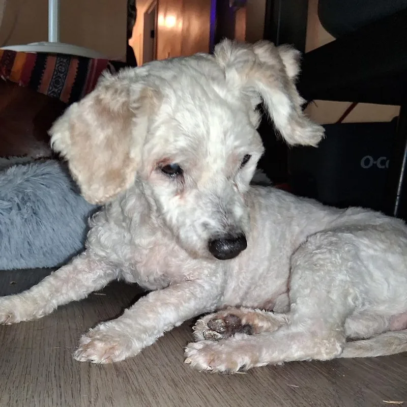 A senior small-sized female Poodle dog named Eliana GC for adoption in Austin, TX